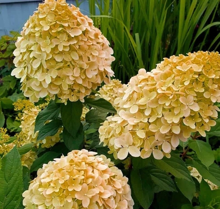 «Коттон Крем» (Cotton Cream)Метельчатая Гортензия Р9