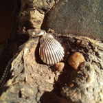 Подвеска РАКУШКА с цепочкой, серебро