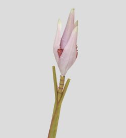 TR 572 Цветок банана