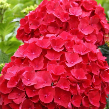 Роял Рэд Руж «Royal Red Rouge» р14 Европа весна 2026 г.