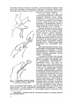 Изготовление чучел птиц, скелетов и музейных препаратов | М.А. Заславский