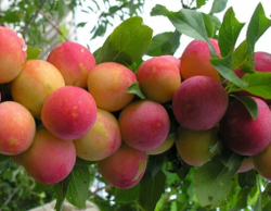 Слива Егоровна