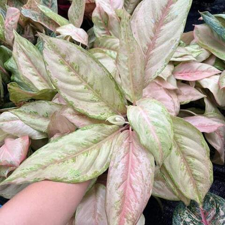 Аглаонема VICTORIA