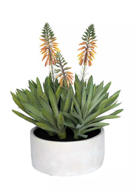 Алоэ остистое