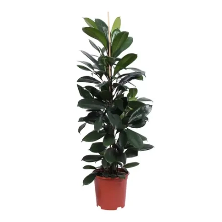 Фикус "Циатистипула" коса