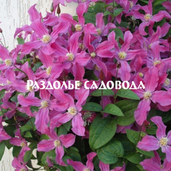 Клематис Инспирейшн Зойн