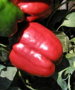 Рэд Найт F1 семена перца сладкого (Seminis / Семинис)