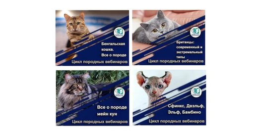 Цикл породных вебинаров в прямом эфире или офлайн с судьей экспертом-фелинологом
