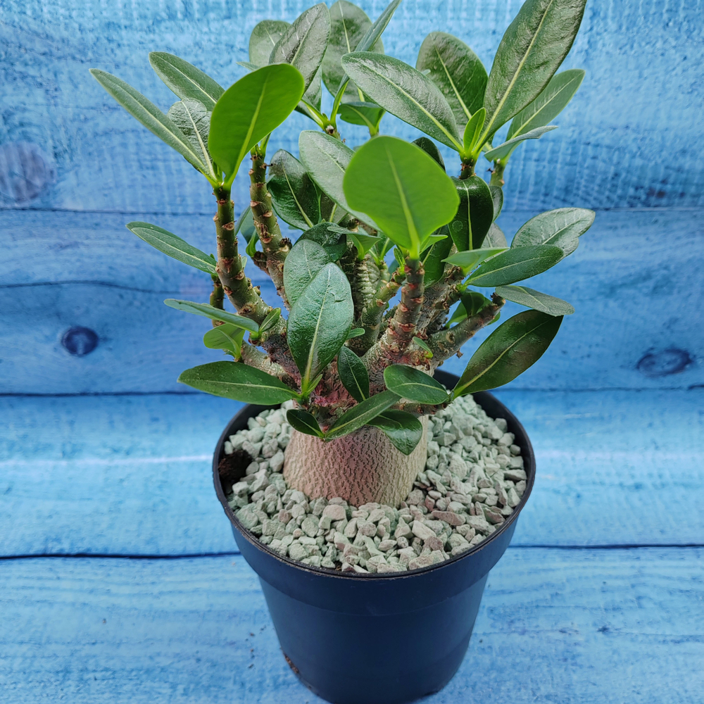 Adenium Baobab (Адениум)
