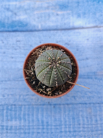 Euphorbia Obesa (Эуфорбия)