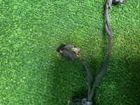 Проводка заднего бампера Haval Dargo (2022-н.в.)