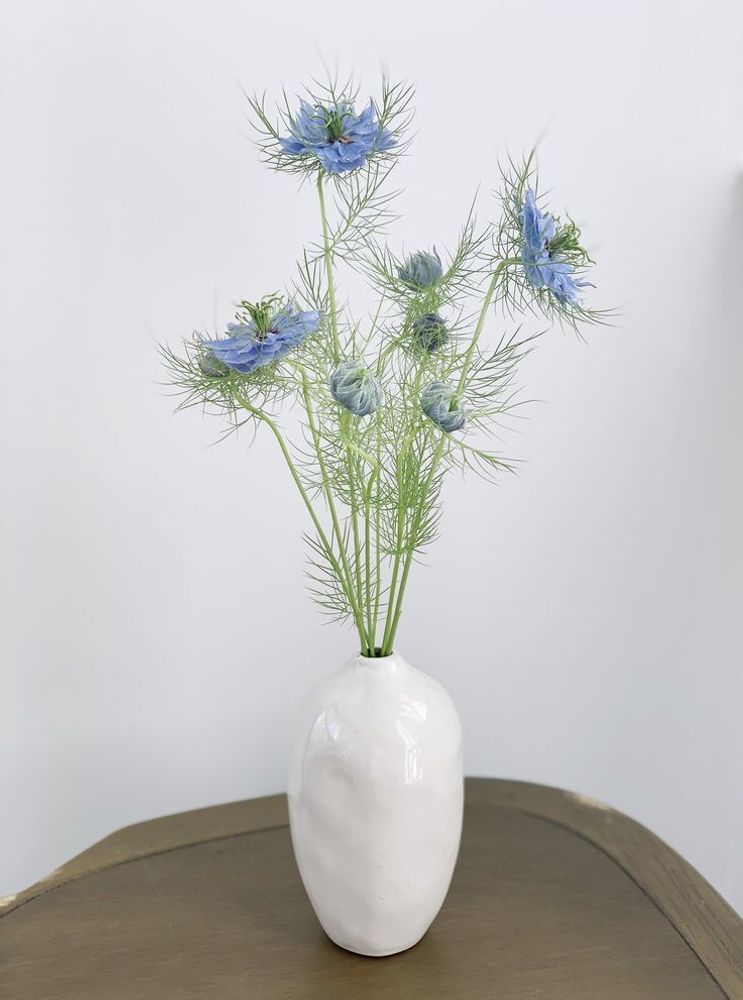 Нигелла