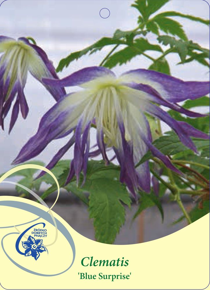 Клематис альпийский Блю Сюрпрайз Закупка М33 апрель 2026 Клематис альпийский Блю Сюрпрайз Закупка М33 апрель 2026