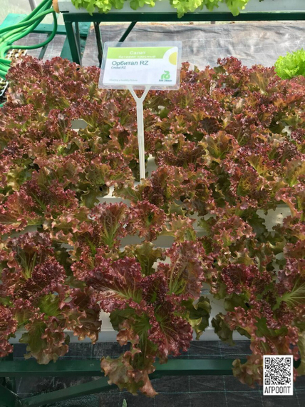 ОРБИТАЛ семена салата (Rijk Zwaan | Alexagro) – фото 5