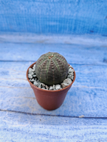Euphorbia Obesa (Эуфорбия)