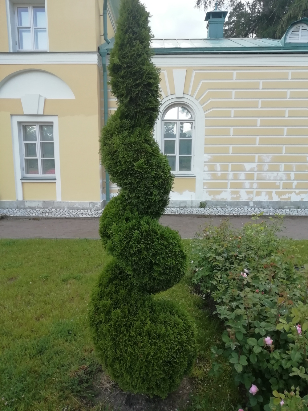 Стрижка туй