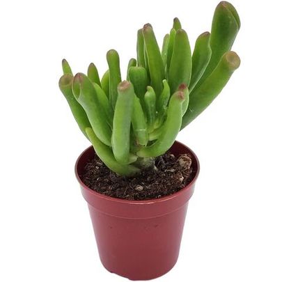 Купить живые суккуленты 🌵 Интернет-магазин суккулентов EnjoyPlants