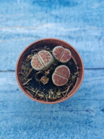 Lithops sp. (Литопсы)