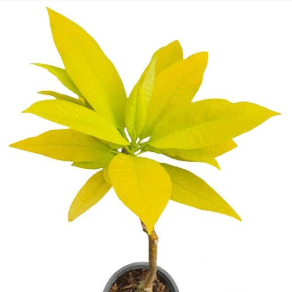 Плюмерия GOLDEN PLUMERIA