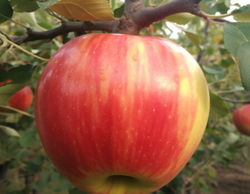 Яблоня Деличия