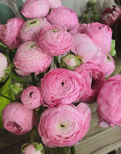 Ранункулюс розовый / Pink (3шт)