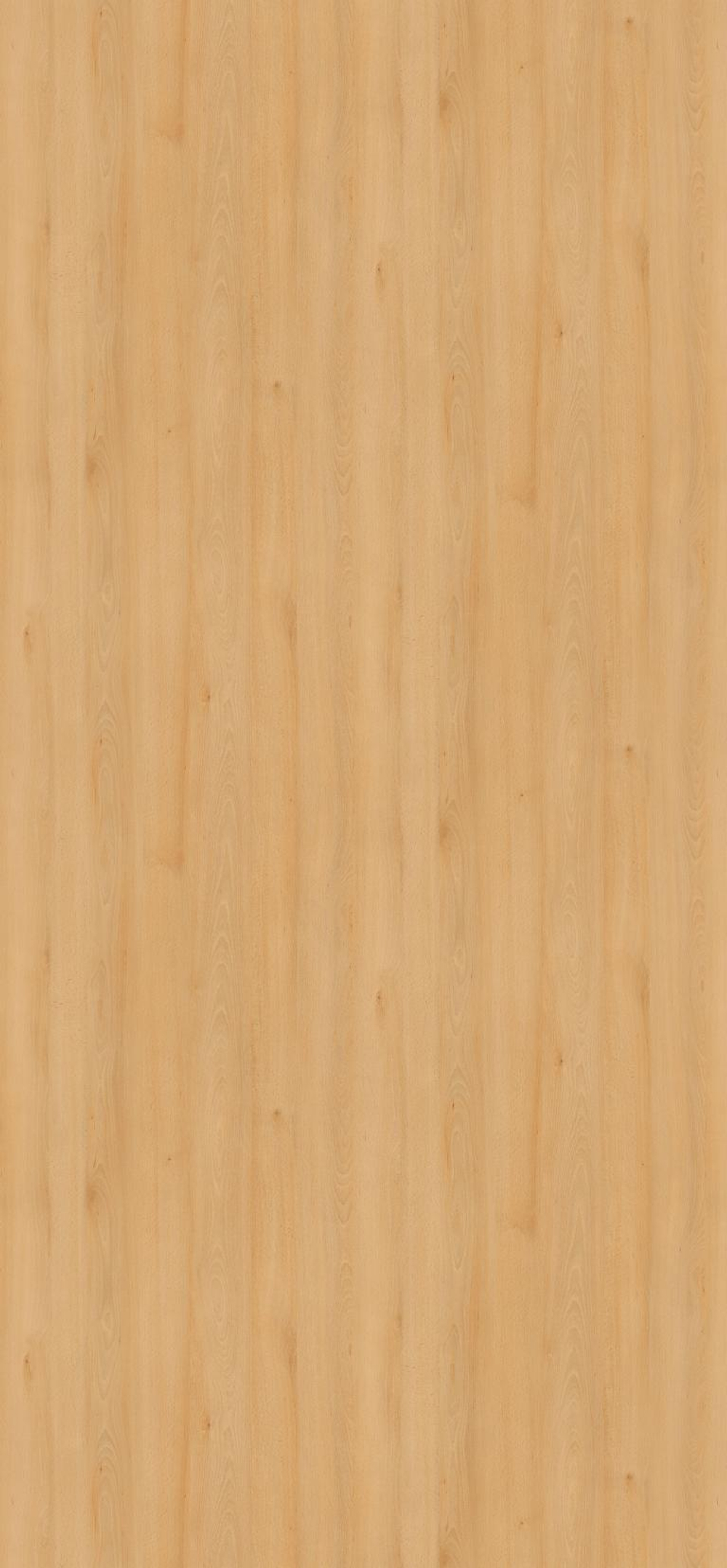 Бук луговой H1910 ST9