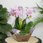 Готовый флорариум с нежной орхидеей Капля XL