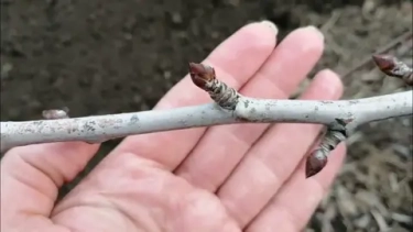 «Если почки набухли — уже поздно сажать»: разбираем популярный миф