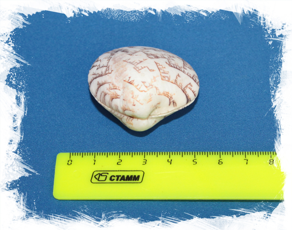 Лиоконха Кастренсис, 3-5см, 1шт