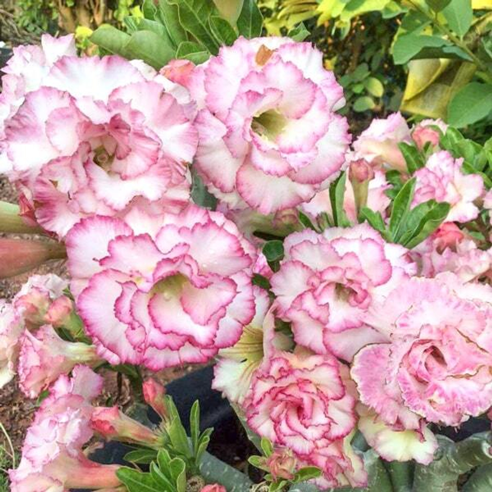 Адениум CARNATION