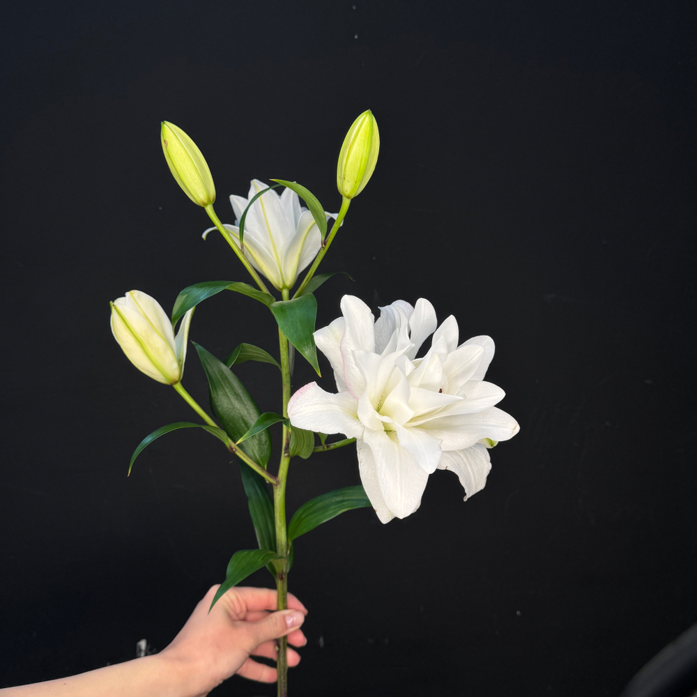 Лилия махровая Белая 80 см / 1 шт