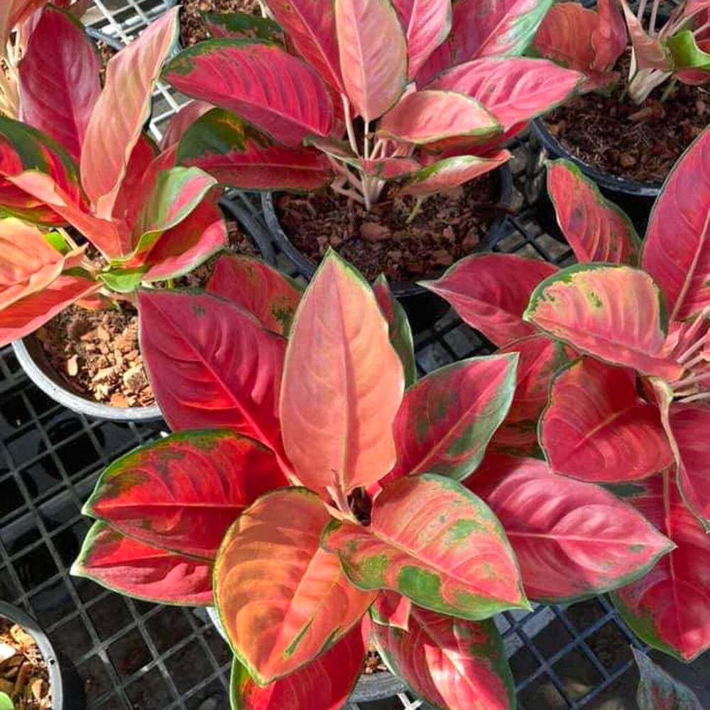 Аглаонема MINK MONGKOL