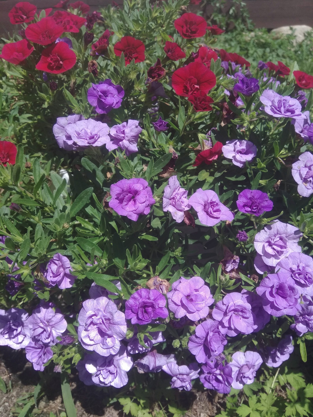 К6 Калибрахоа ALOHA DOUBLE LAVENDER