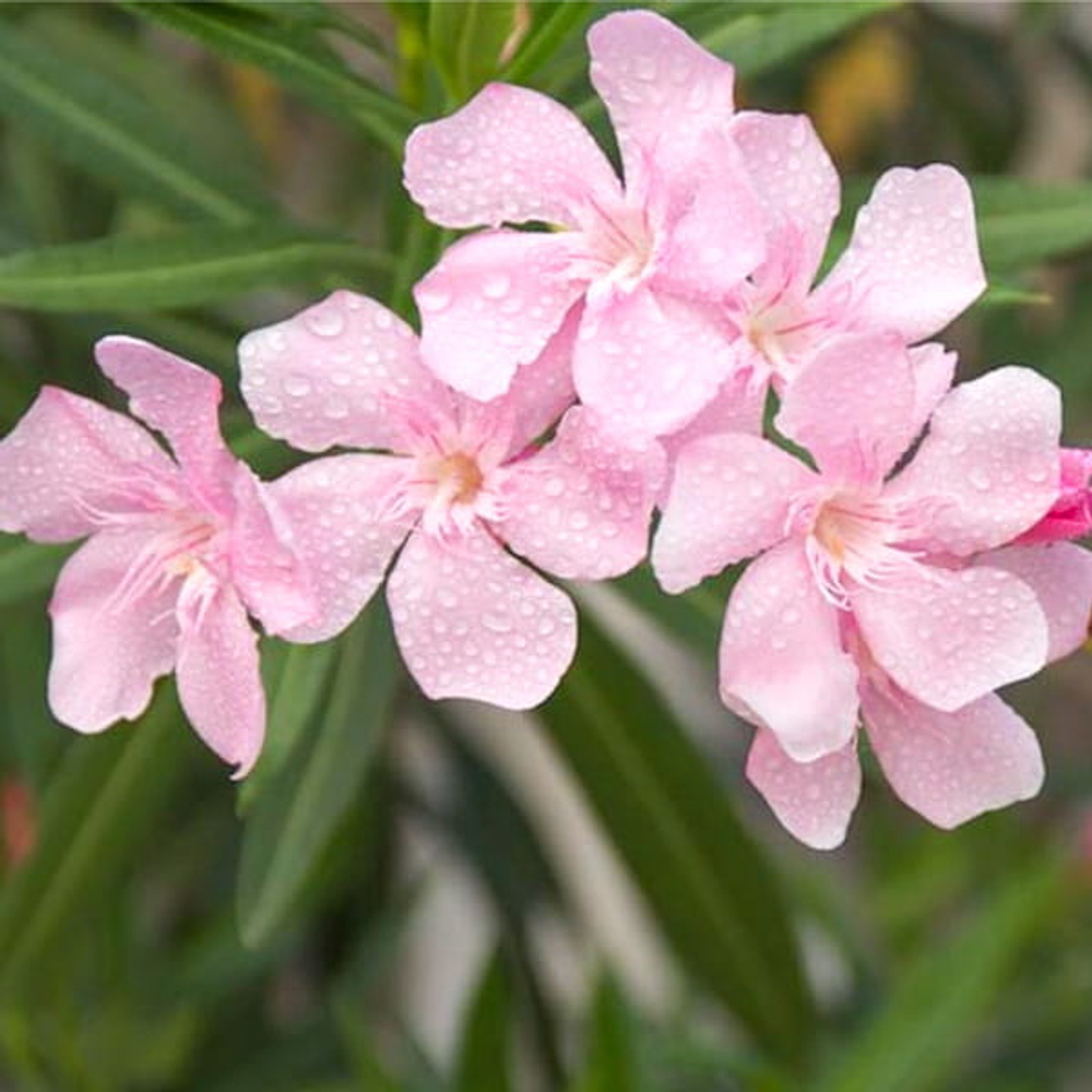 Олеандр нежно-розовый – Nerium pink (B)