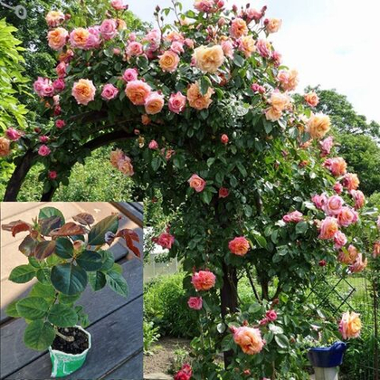 Роза Барок плетистая, саженец с ЗКС.