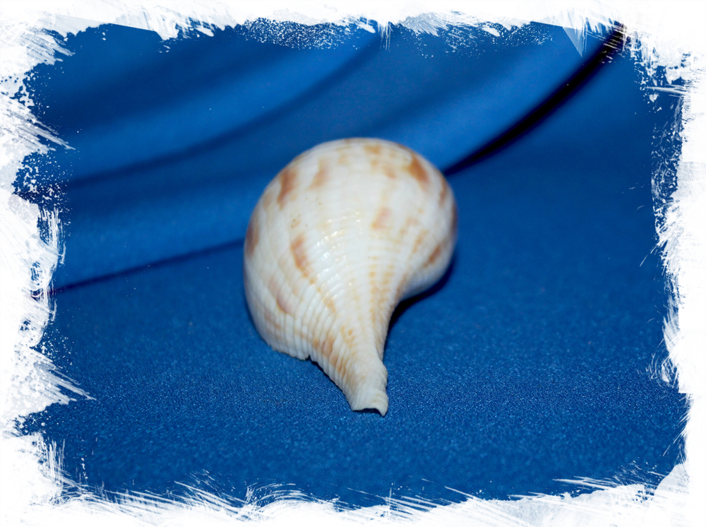 Бусикон спиратум (Busycon spiratum), 6см, 1шт.