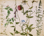 Картина для интерьера Восемь эскизов полевых цветов, художник Дюрер, Альбрехт Настене.рф