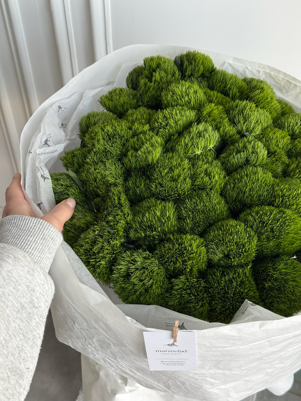 Моно букет из диантусов сорта Грин трик 51 шт