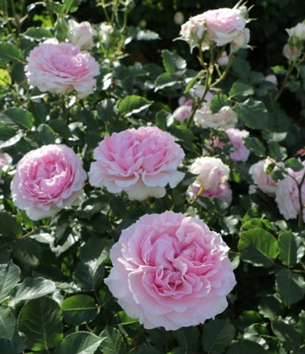 EURIDICE (KIMURA) (Эвридика)