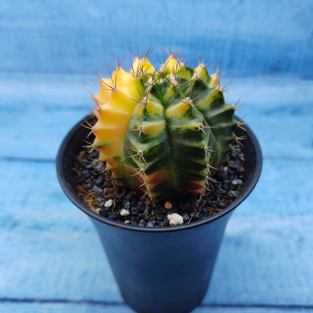 Gymnocalycium Variegata (Гимнокалициум Вариегатный)