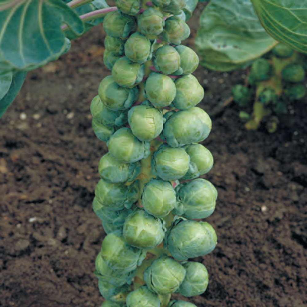 Капуста брюссельская Абакус F1 10шт ВитаГрин ЭКСТРА