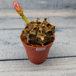Gymnocalycium Friedrichii (Гимнокалициум)