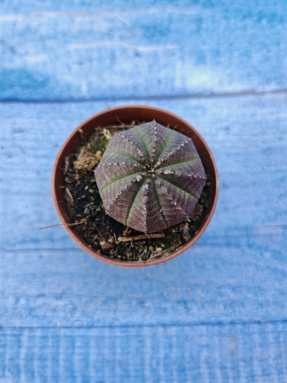 Euphorbia Obesa (Эуфорбия)
