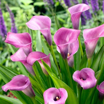 Калла Лавендер Джем