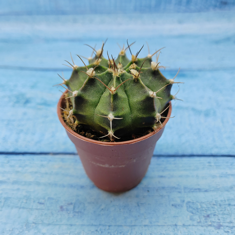 Gymnocalycium Friedrichii (Гимнокалициум)