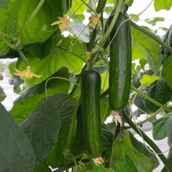 ПРАДО F1 семена огурца (Bejo | Alexagro)