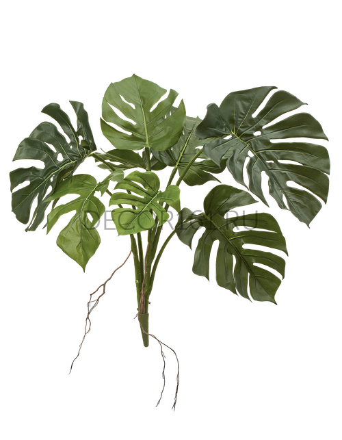 Монстера куст в-70 см (8 листов) 6/6 20.1029N