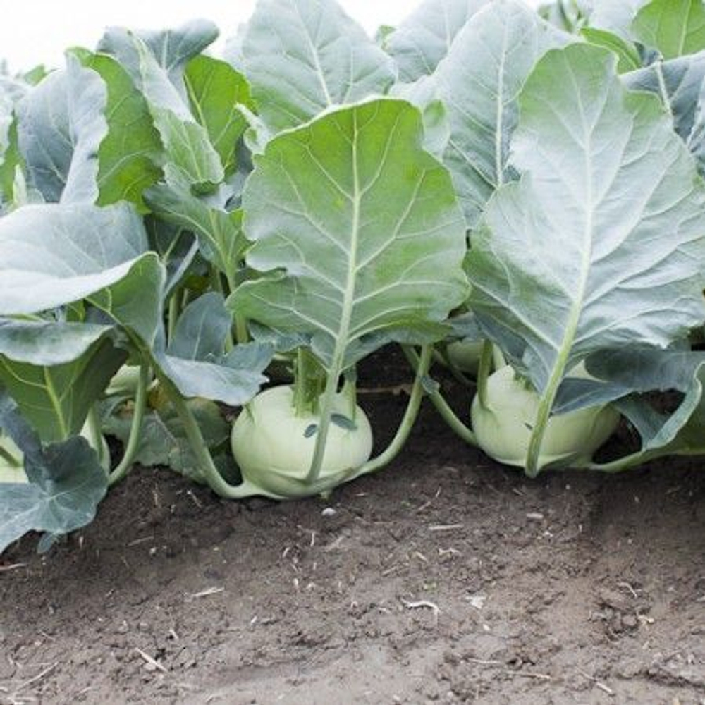 Едер рз F1 семена капусты кольраби (Rijk Zwaan / Райк Цваан)