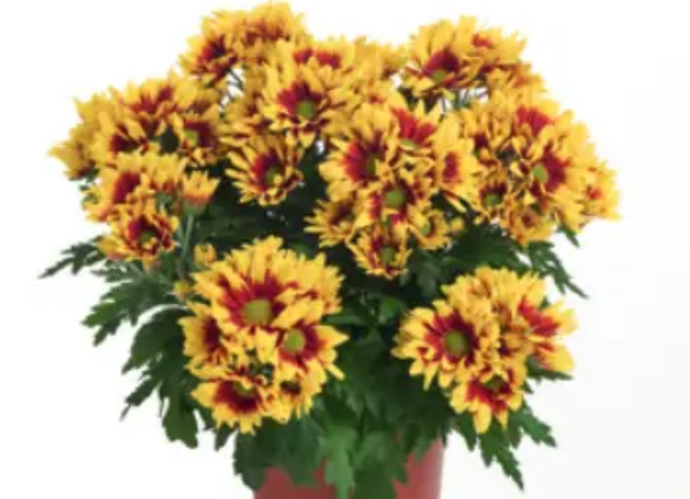 ЕВРО Хризантема горшечная Ciao Splendid укорененный черенок ОКС