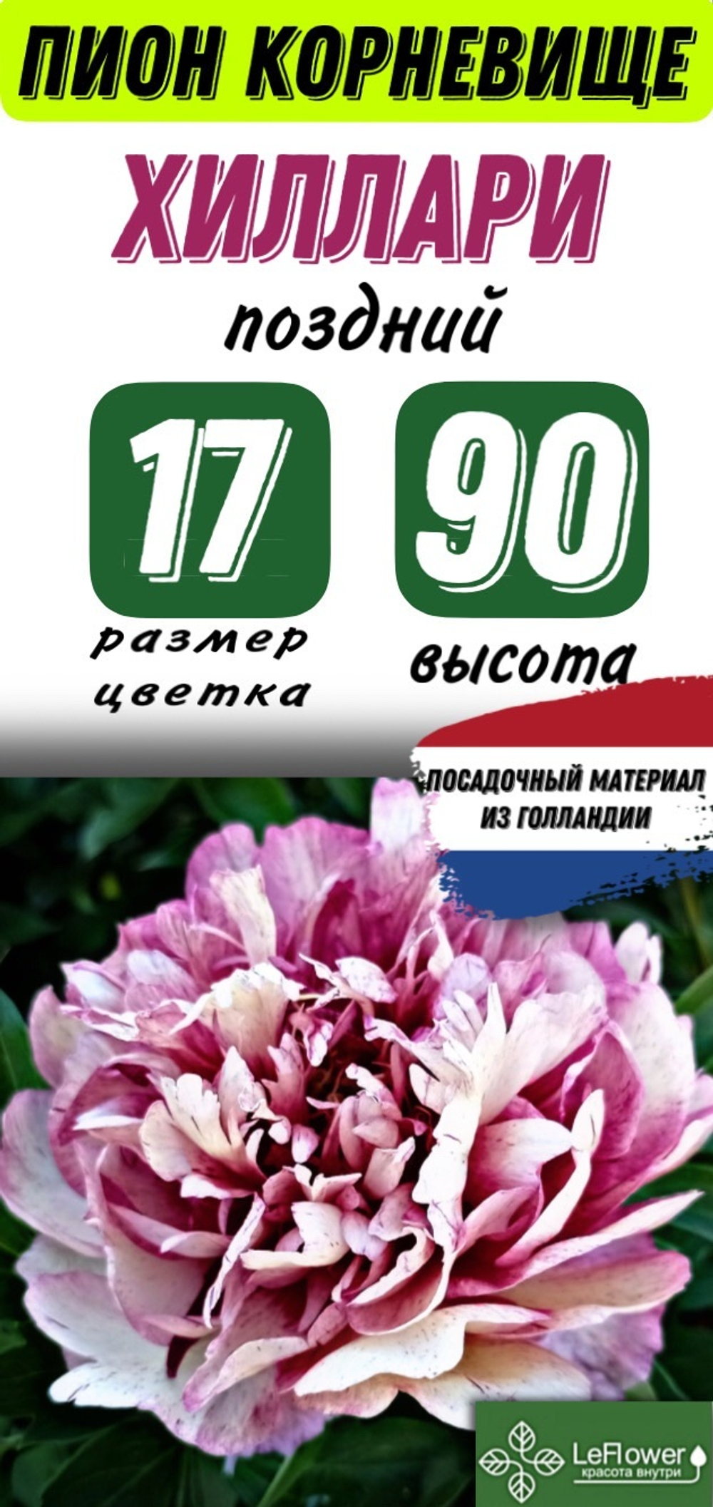 Пион Корневище, Хиллари, 3+ почек, 1шт